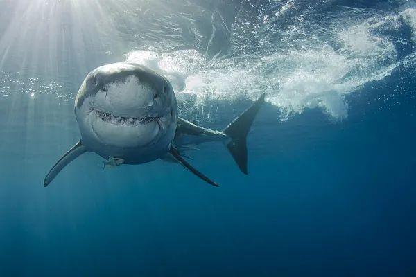 世界上最大的鲨鱼是什么鲨（世界上体型最大的鲨鱼）