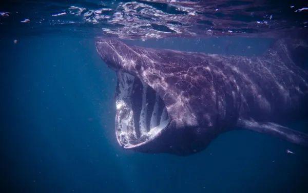 世界上最大的鲨鱼是什么鲨（世界上体型最大的鲨鱼）