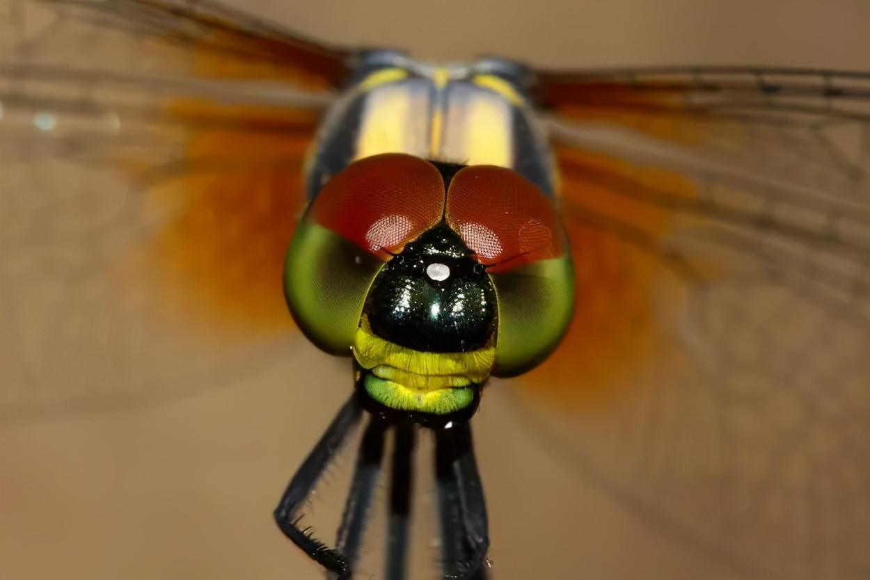 蜻蜓有几只眼睛（蜻蜓有多少只眼睛）