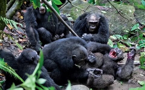 黑猩猩寿命一般多少年（黑猩猩可以活多久）